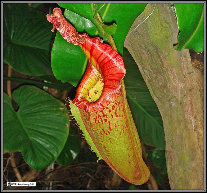 Solution Carnivorous Plants Insects To Obtain Nitrogen Jawaban